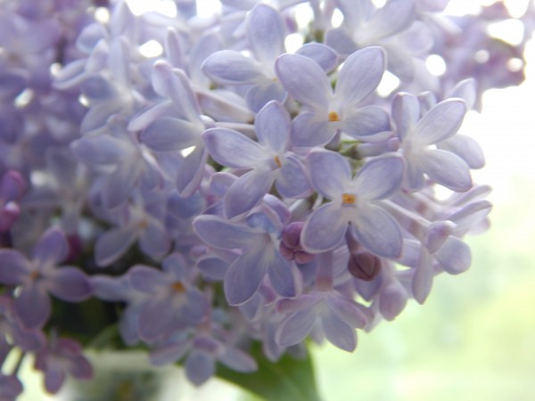 DSCN2372